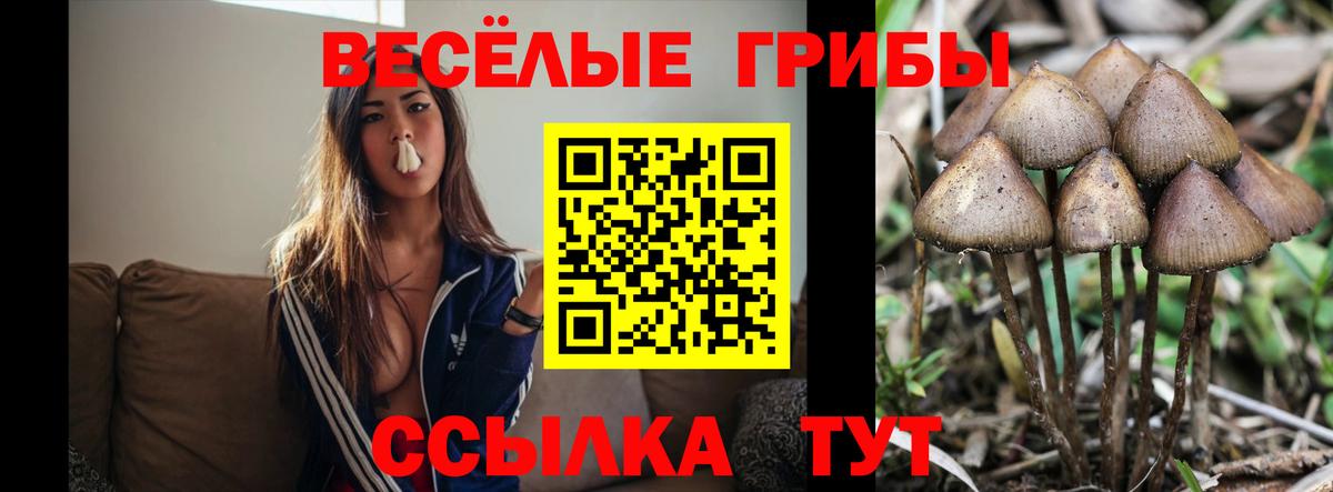 Галлюциногенные грибы Psilocybine cubensis Орёл